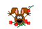 conejo